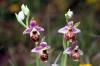 Ophrys frelon - Nom latin : Ophrys fuciflora - Période de floraison : Mi-mai à mi-juin. Habitat : Pelouses, friches, bois clairs sur sol calcaire sec à frais.