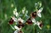 Ophrys frelon - Nom latin : Ophrys fuciflora - Plante de 10 à 30 cm, à tige robuste. Inflorescence lâche. Grandes fleurs colorées. Sépales blancs à pourpre violacé pourvus d'une nervure verte. Pétales de forme triangulaire, rose pâle à pourpre. Labelle entier, large, brun rougeâtre à pourpre noirâtre, à motif variable aux contours jaunâtres. Appendice important dressé vers l'avant.